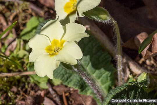 Wild primrose (Primula vulgaris)