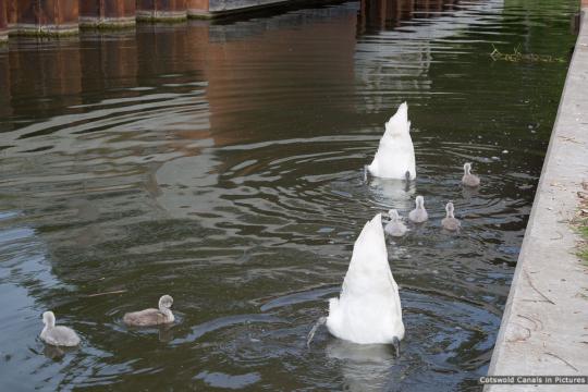 Upended swans near Upper Mill Bridge
